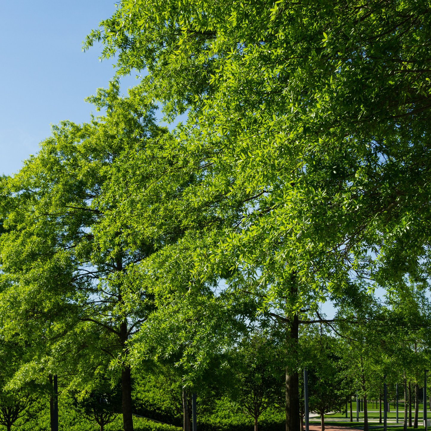 Willow Oak Tree Seeds | Peachleaf Oak | (Quercus phellos)