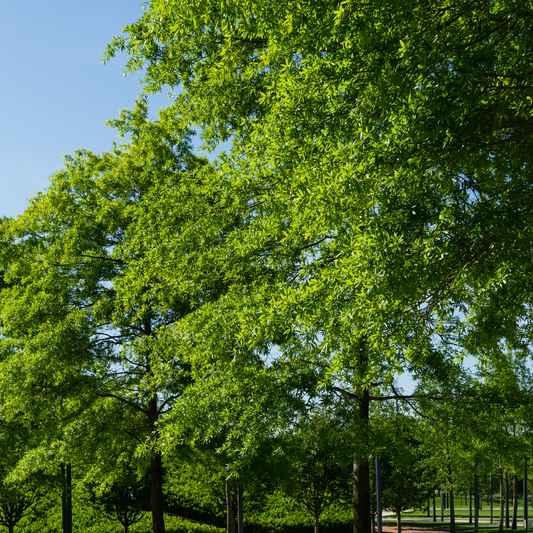Willow Oak Tree Seeds | Peachleaf Oak | (Quercus phellos)