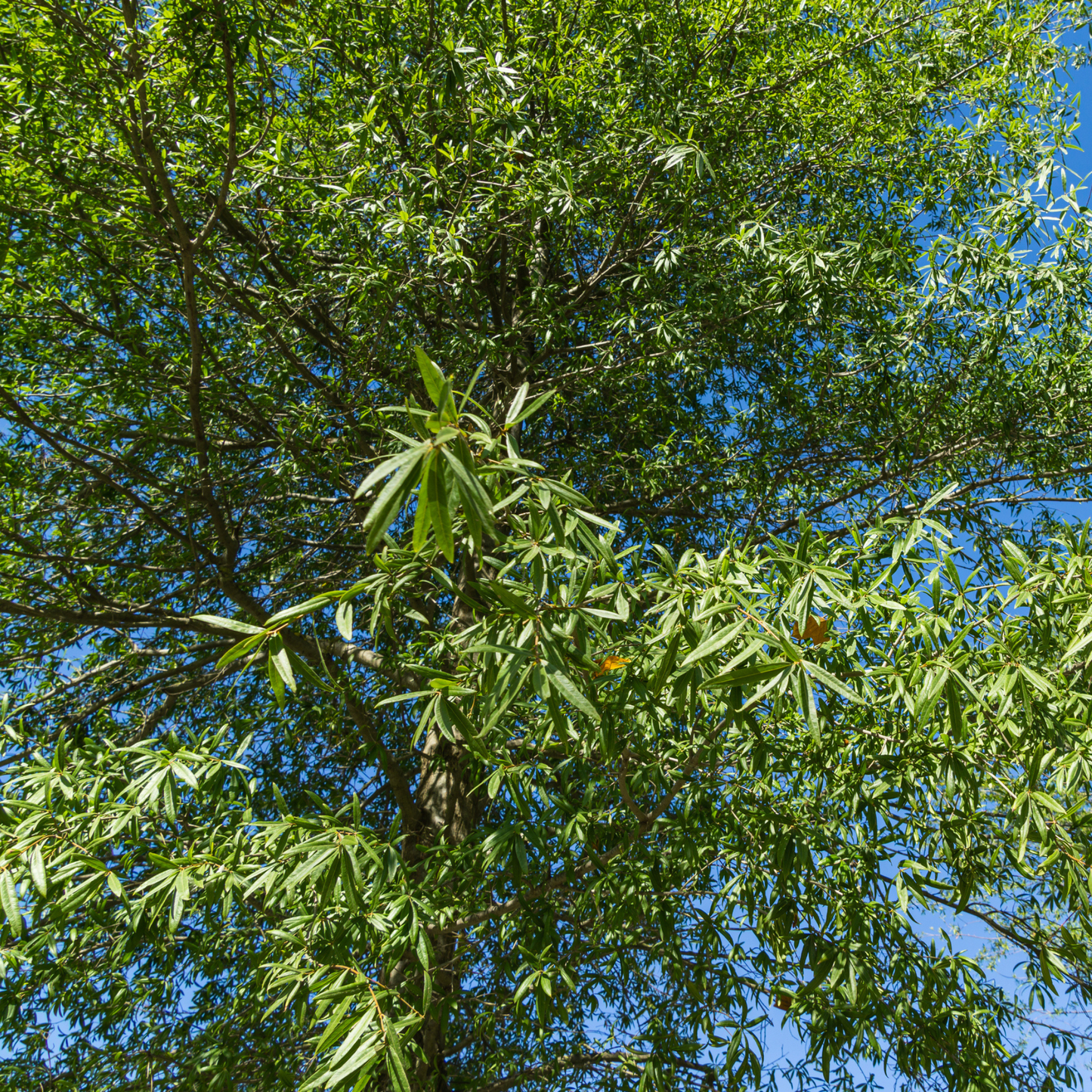Willow Oak Tree Seeds | Peachleaf Oak | (Quercus phellos)