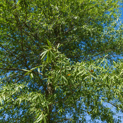 Willow Oak Tree Seeds | Peachleaf Oak | (Quercus phellos)