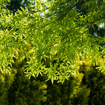 Willow Oak Tree Seeds | Peachleaf Oak | (Quercus phellos)