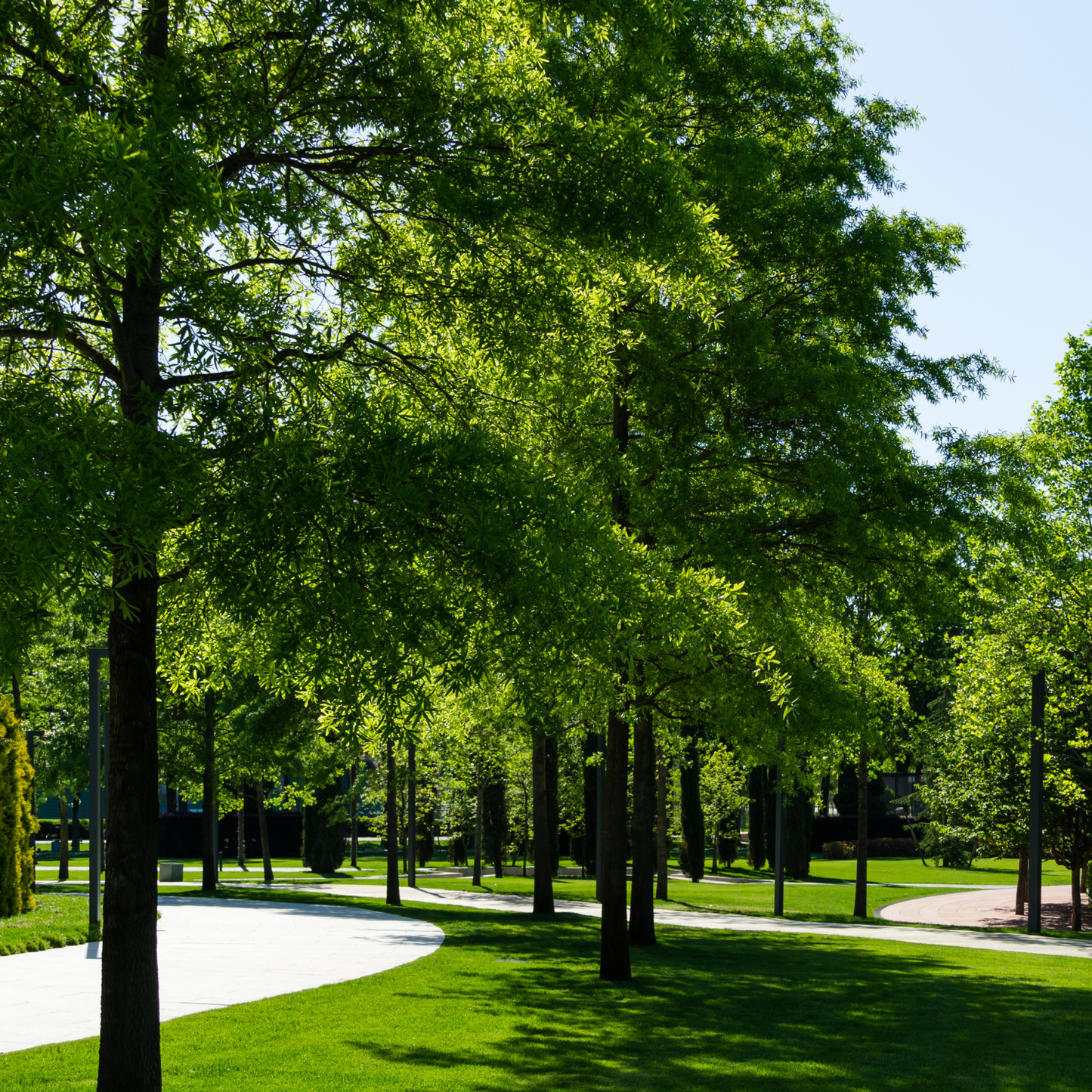 Willow Oak Tree Seeds | Peachleaf Oak | (Quercus phellos)