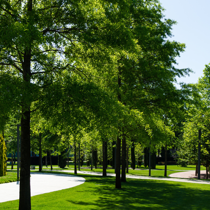 Willow Oak Tree Seeds | Peachleaf Oak | (Quercus phellos)
