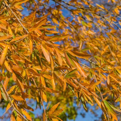 Willow Oak Tree Seeds | Peachleaf Oak | (Quercus phellos)