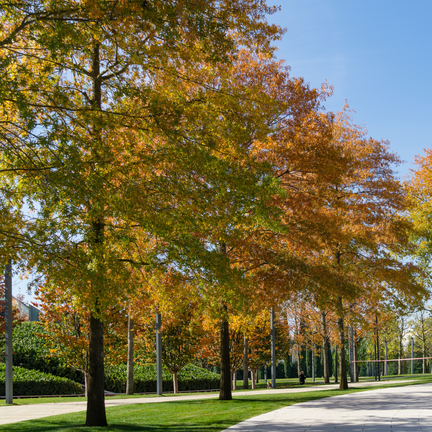 Willow Oak Tree Seeds | Peachleaf Oak | (Quercus phellos)