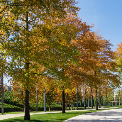 Willow Oak Tree Seeds | Peachleaf Oak | (Quercus phellos)