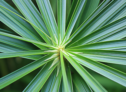 Windmill Palm Tree Seeds | Chusan Palm | (Trachycarpus fortunei)