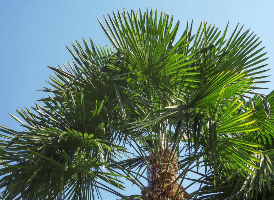 Windmill Palm Tree Seeds | Chusan Palm | (Trachycarpus fortunei)