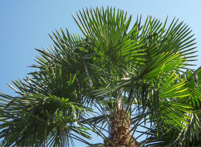Windmill Palm Tree Seeds | Chusan Palm | (Trachycarpus fortunei)