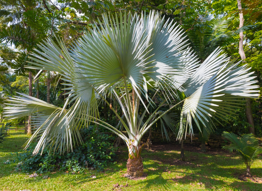 Windmill Palm Tree Seeds | Chusan Palm | (Trachycarpus fortunei)