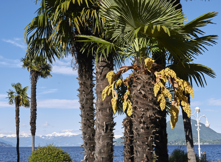 Windmill Palm Tree Seeds | Chusan Palm | (Trachycarpus fortunei)