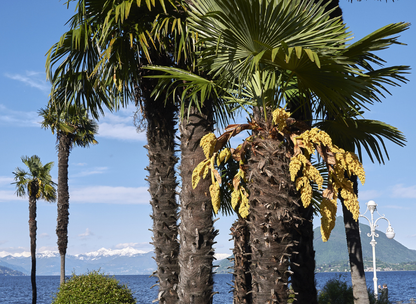 Windmill Palm Tree Seeds | Chusan Palm | (Trachycarpus fortunei)