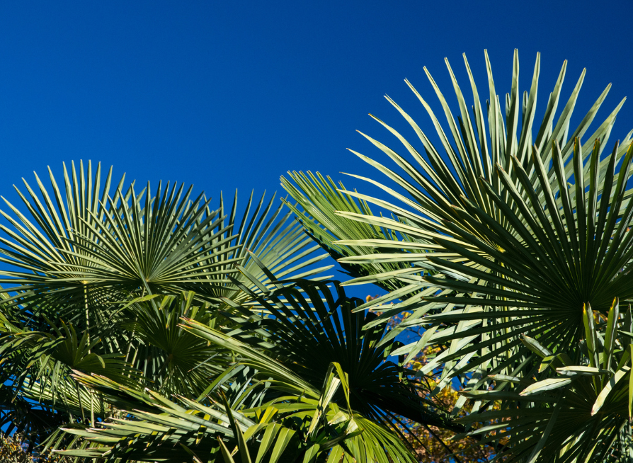 Windmill Palm Tree Seeds | Chusan Palm | (Trachycarpus fortunei)