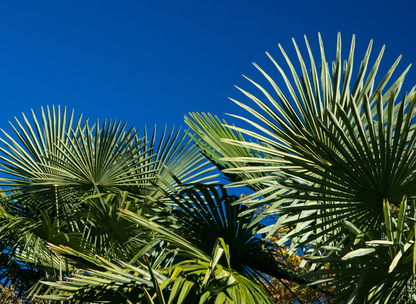 Windmill Palm Tree Seeds | Chusan Palm | (Trachycarpus fortunei)