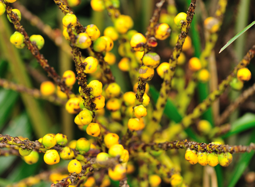 Windmill Palm Tree Seeds | Chusan Palm | (Trachycarpus fortunei)