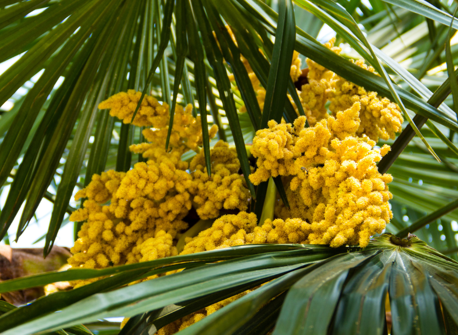 Windmill Palm Tree Seeds | Chusan Palm | (Trachycarpus fortunei)