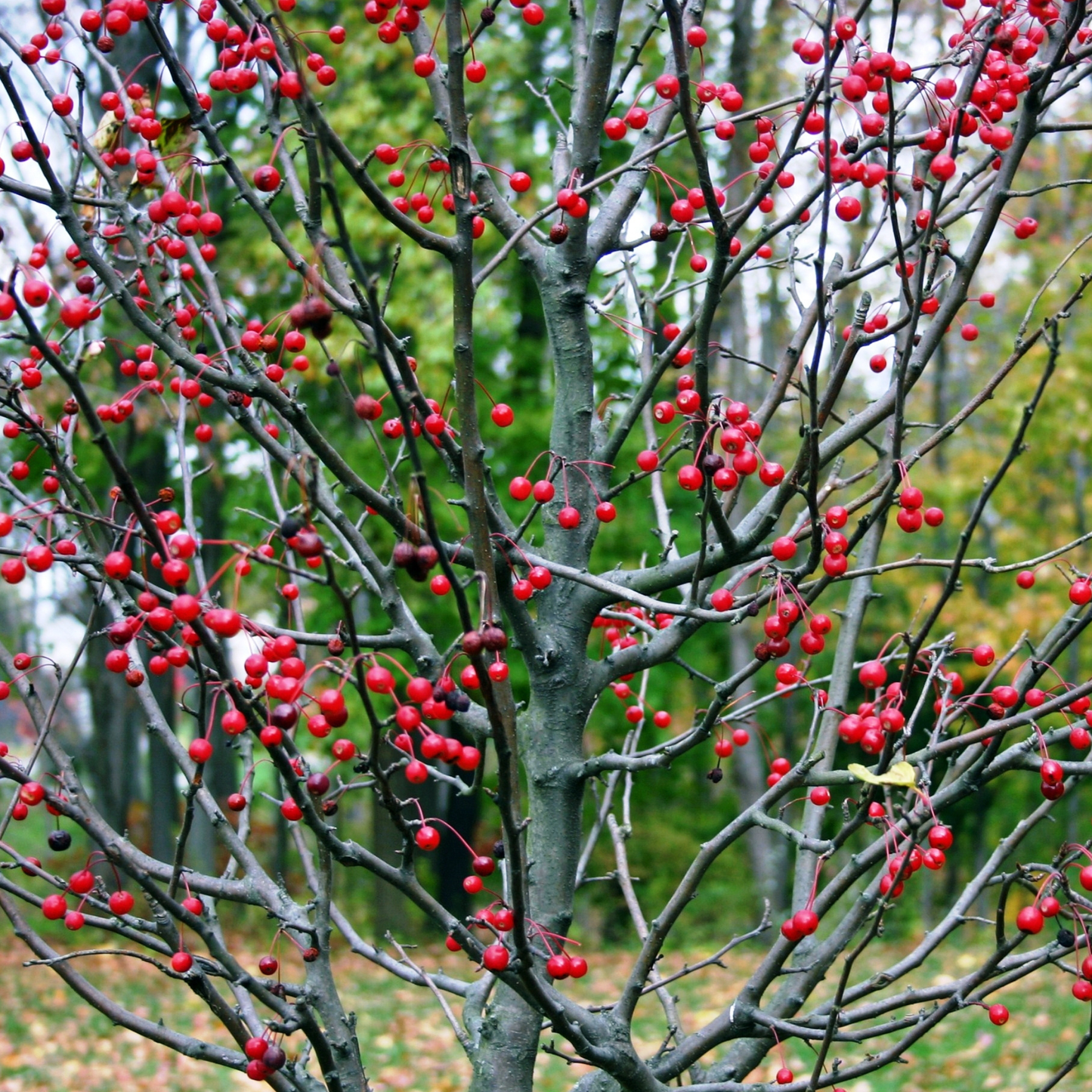 Common Winterberry Tree Seeds | Winterberry Holly | (Ilex verticillata)