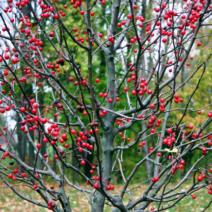 Common Winterberry Tree Seeds | Winterberry Holly | (Ilex verticillata)