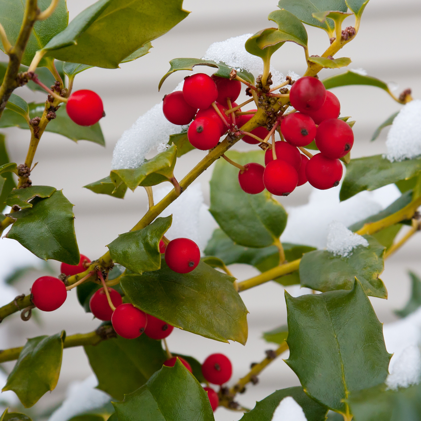 Common Winterberry Tree Seeds | Winterberry Holly | (Ilex verticillata)