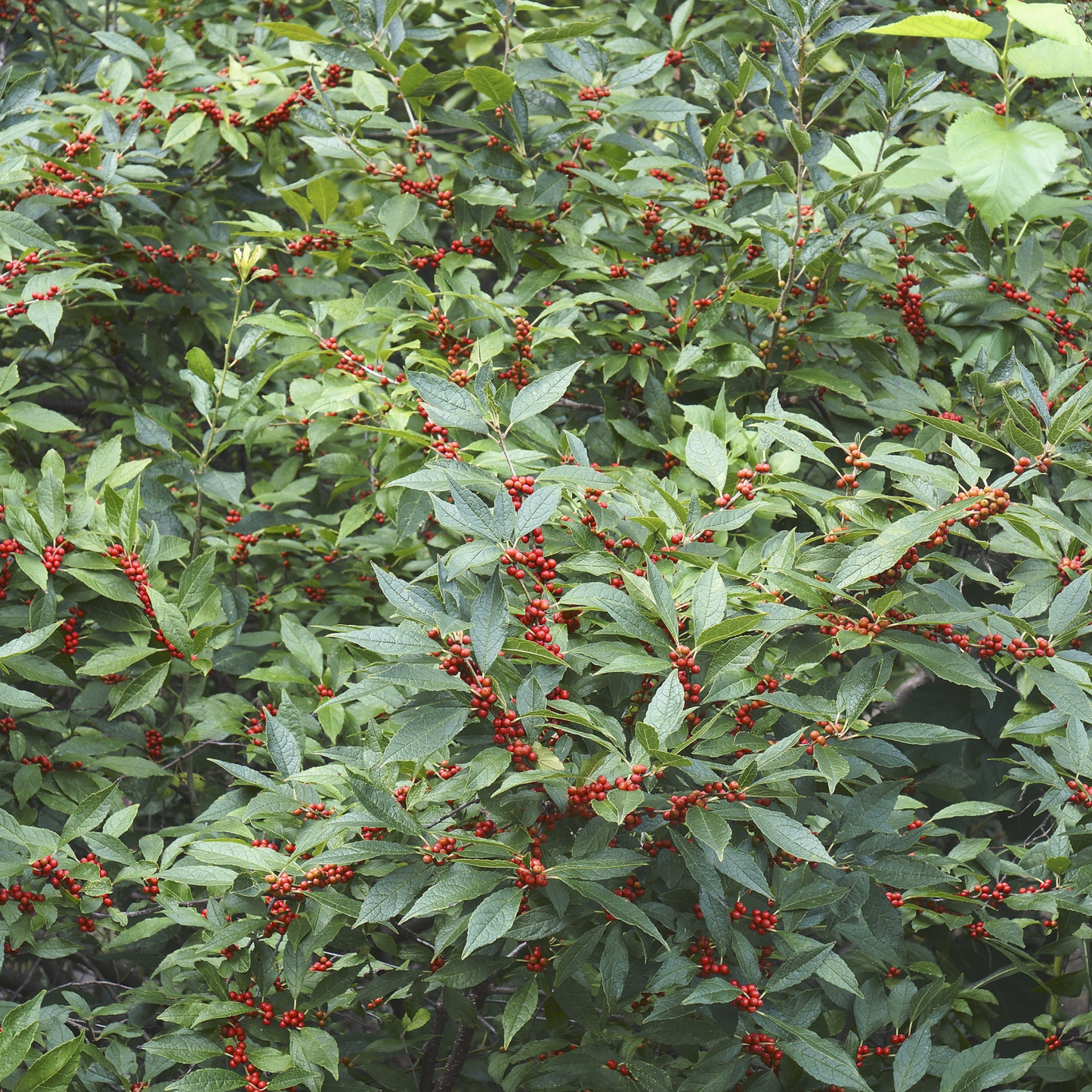 Common Winterberry Tree Seeds | Winterberry Holly | (Ilex verticillata)