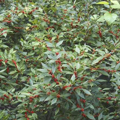 Common Winterberry Tree Seeds | Winterberry Holly | (Ilex verticillata)