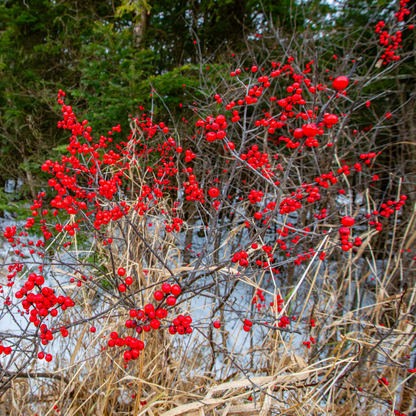 Common Winterberry Tree Seeds | Winterberry Holly | (Ilex verticillata)