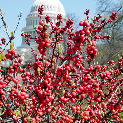 Common Winterberry Tree Seeds | Winterberry Holly | (Ilex verticillata)