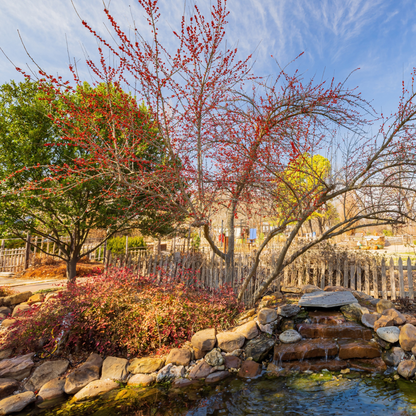 Common Winterberry Tree Seeds | Winterberry Holly | (Ilex verticillata)