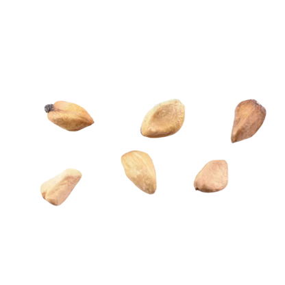 Woods’ Rose Tree Seeds | Common Wild Rose | (Rosa woodsii)