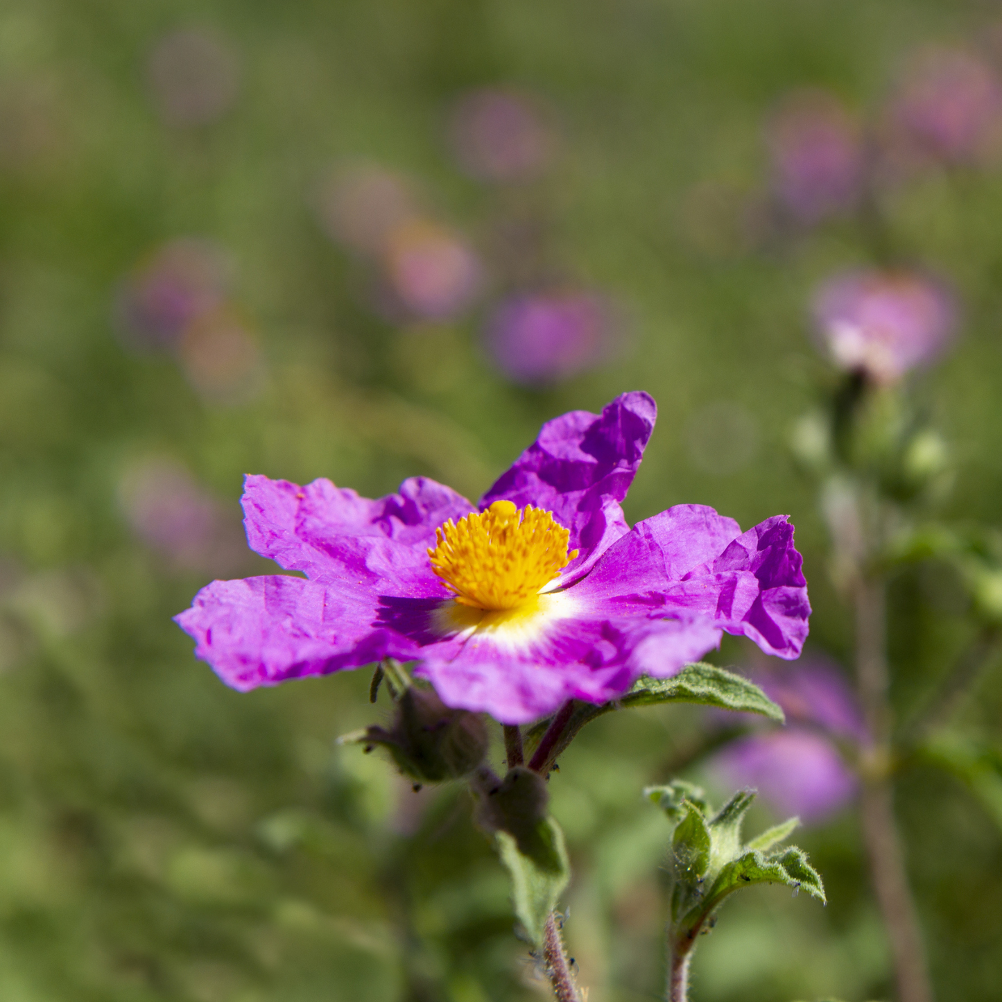 Woods’ Rose Tree Seeds | Common Wild Rose | (Rosa woodsii)