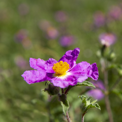 Woods’ Rose Tree Seeds | Common Wild Rose | (Rosa woodsii)