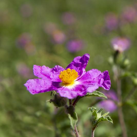 Woods’ Rose Tree Seeds | Common Wild Rose | (Rosa woodsii)
