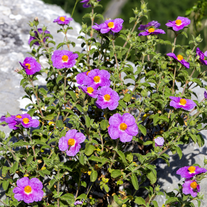 Woods’ Rose Tree Seeds | Common Wild Rose | (Rosa woodsii)