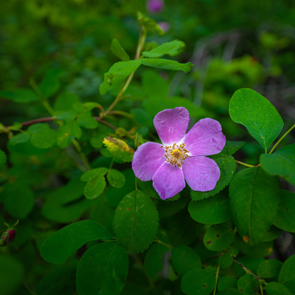 Woods’ Rose Tree Seeds | Common Wild Rose | (Rosa woodsii)