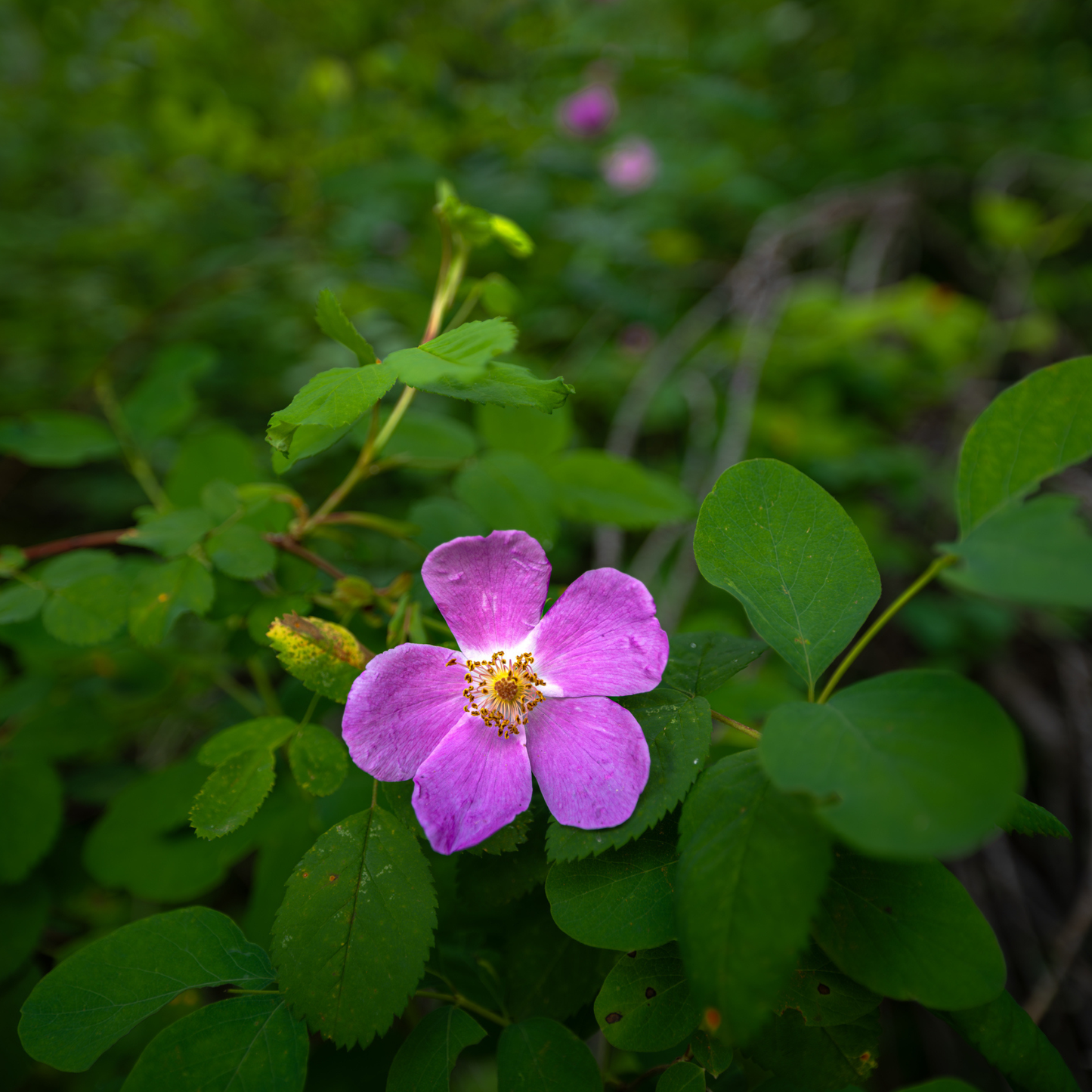 Woods’ Rose Tree Seeds | Common Wild Rose | (Rosa woodsii)