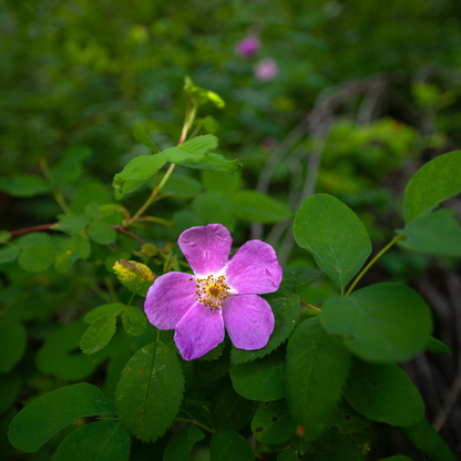 Woods’ Rose Tree Seeds | Common Wild Rose | (Rosa woodsii)