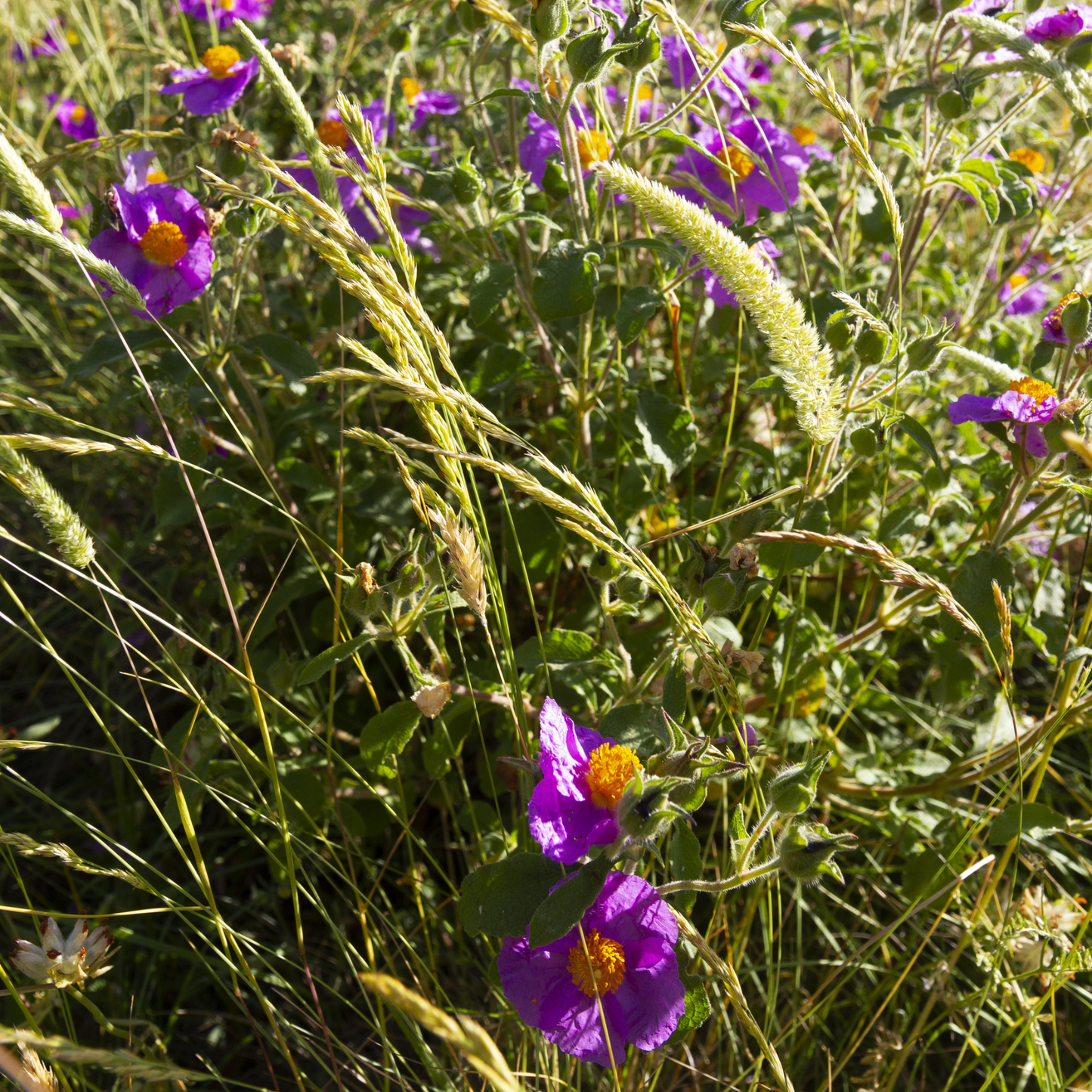 Woods’ Rose Tree Seeds | Common Wild Rose | (Rosa woodsii)