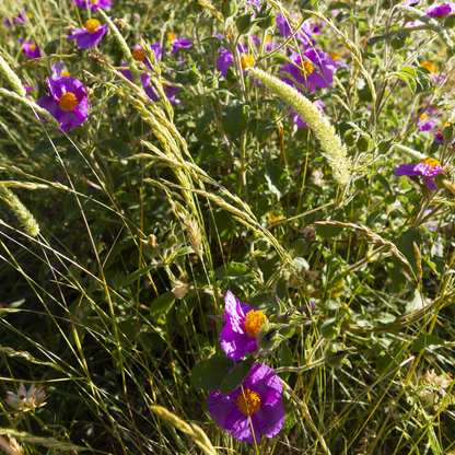 Woods’ Rose Tree Seeds | Common Wild Rose | (Rosa woodsii)