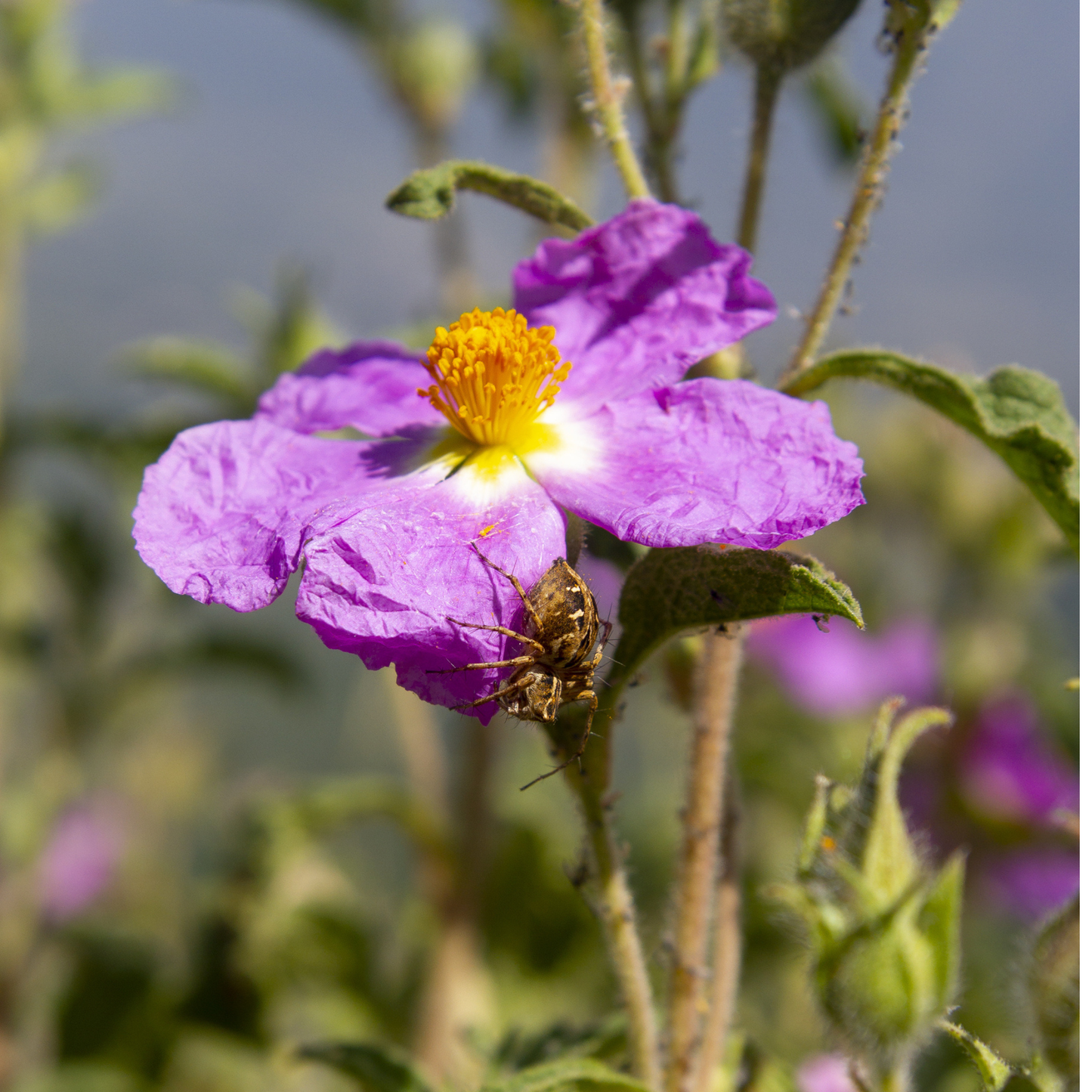 Woods’ Rose Tree Seeds | Common Wild Rose | (Rosa woodsii)