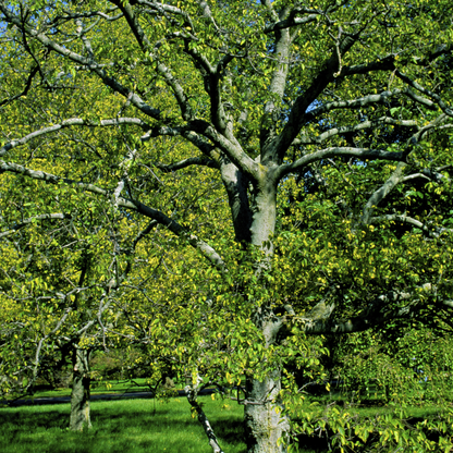Western Hackberry Tree Seeds | Netleaf Hackberry | (Celtis laevigata var. reticulata)