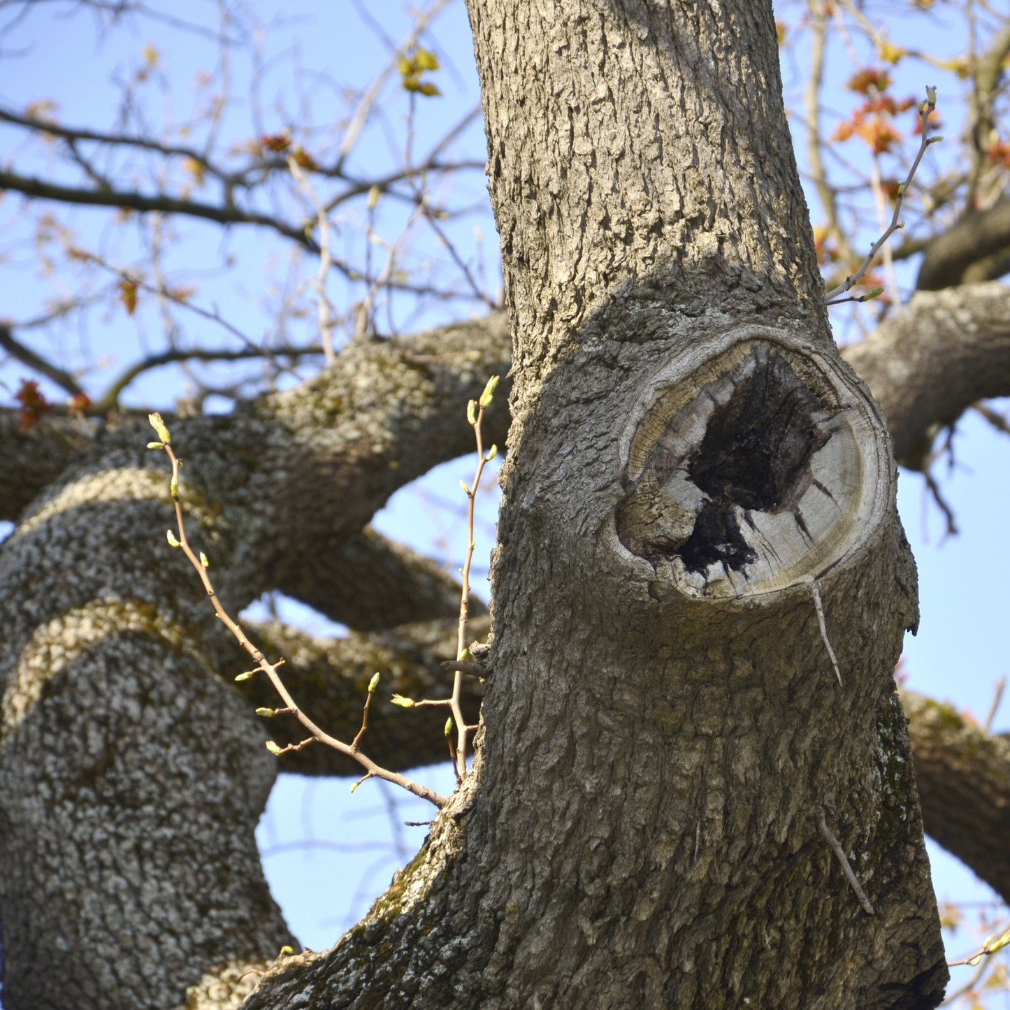 Western Hackberry Tree Seeds | Netleaf Hackberry | (Celtis laevigata var. reticulata)