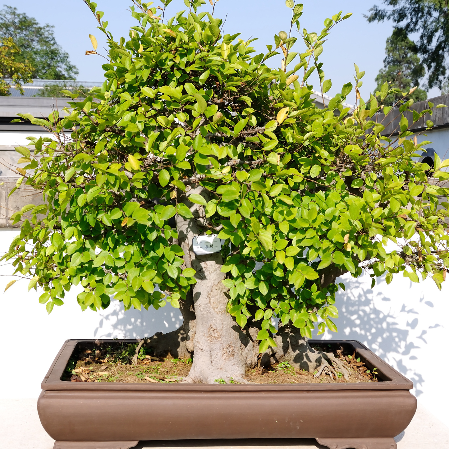 Western Hackberry Tree Seeds | Netleaf Hackberry | (Celtis laevigata var. reticulata)