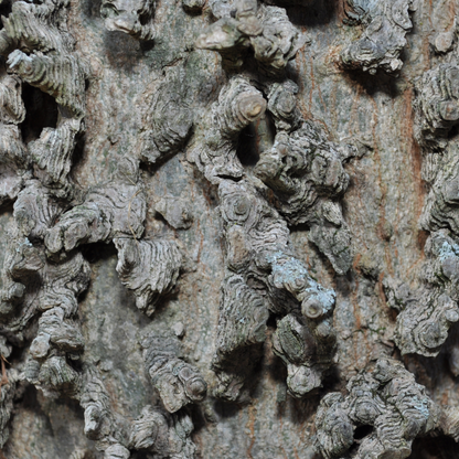 Western Hackberry Tree Seeds | Netleaf Hackberry | (Celtis laevigata var. reticulata)