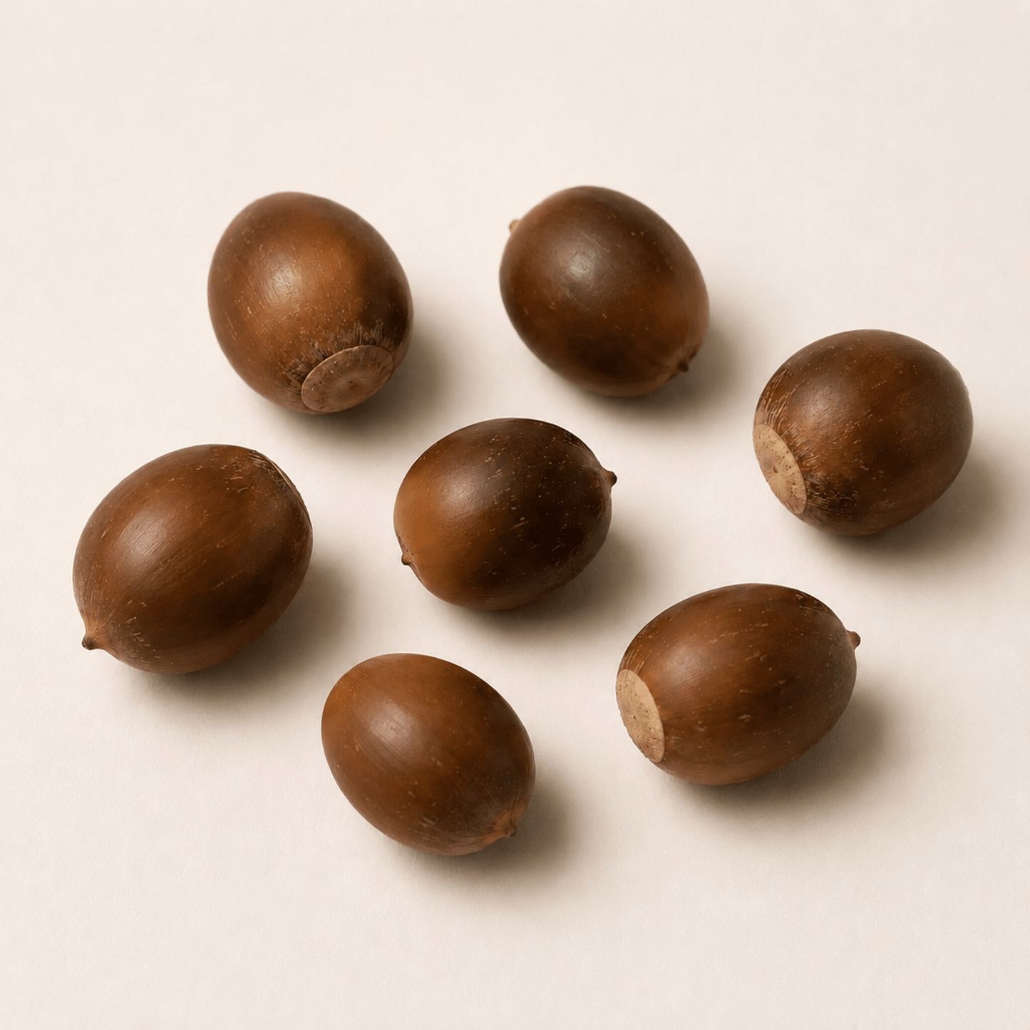 White Oak Tree Seeds | Quercus alba
