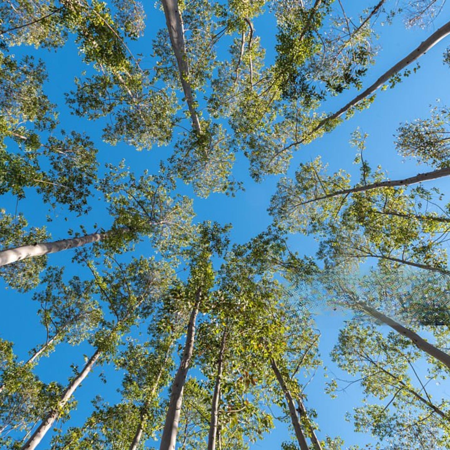 Improved Loblolly Pine Tree Seeds - (Pinus taeda)