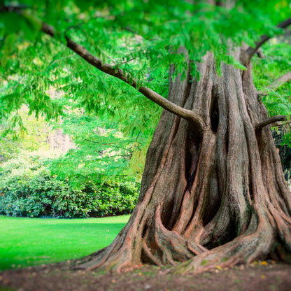 Dawn Redwood Tree Seeds-(Metasequoia glyptostroboides)