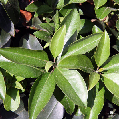 Mountain Laurel Seeds-(Kalmia Latifolia)