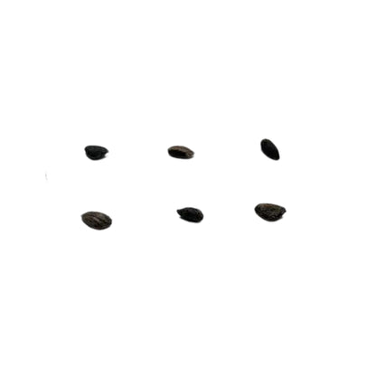 Seven black Virginia Pine seeds or seeds-like objects on a white background