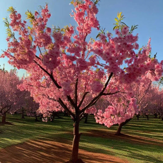 Flowering Almond Tree Seeds-(Prunus triloba)