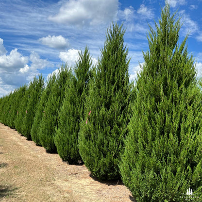 Eastern Red Cedar Tree Seeds-(Juniperus Virginiana)